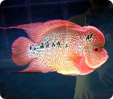 Flowerhorn - Golden Monkey - 3-4 Inch